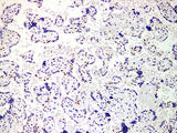 p57 Monoclonal Antibody