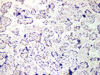 p57 Monoclonal Antibody Stored at -20°C