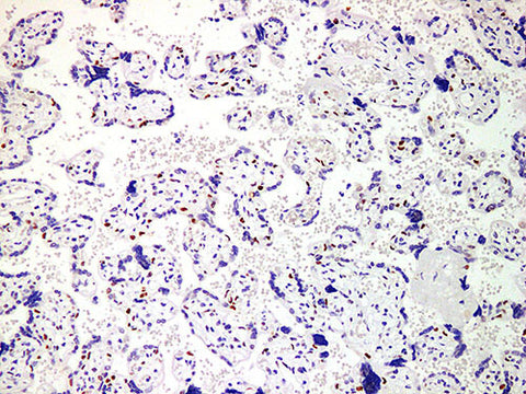 p57 Monoclonal Antibody Stored at -20°C