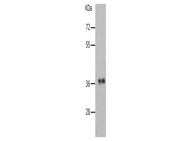 PARD6A Polyclonal Antibody Store at -20°C, Biomarkers, Elabscience Biotechnology, MSE Supplies