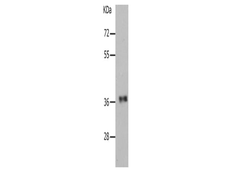 PARD6A Polyclonal Antibody Store at -20°C, Biomarkers, Elabscience Biotechnology, MSE Supplies