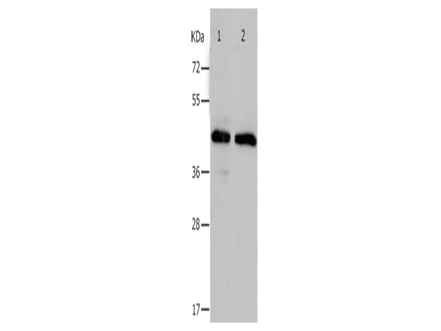 PAWR Polyclonal Antibody Store at -20°C, Biomarkers, Elabscience Biotechnology, MSE Supplies