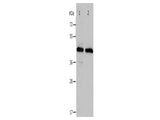 PAWR Polyclonal Antibody Store at -20°C, Biomarkers, Elabscience Biotechnology, MSE Supplies