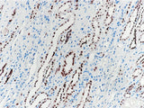 Pax-2 Monoclonal Antibody Stored at 2~8°C