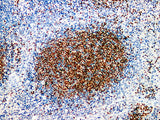 Pax-5 Monoclonal Antibody stored at 2~8°C
