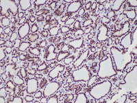 Pax-8 Monoclonal Antibody Stored at 2~8°C