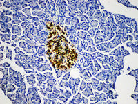 PGP 9.5 Monoclonal Antibody Stored at -20°C