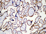 PLAP Monoclonal Antibody Stored at 2~8°C