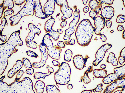 PLAP Monoclonal Antibody Stored at -20°C