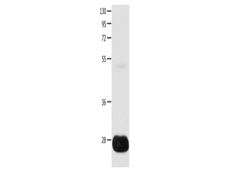 POMC Polyclonal Antibody Store at -20°C, Biomarkers, Elabscience Biotechnology, MSE Supplies