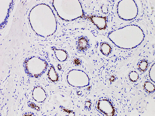 PR Monoclonal Antibody Stored at -20°C
