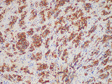 PRL Monoclonal Antibody Stored at 2~8°C