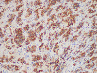 PRL Monoclonal Antibody Stored at -20°C