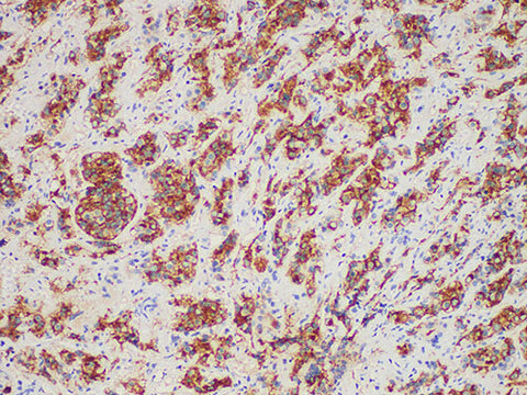 PRL Monoclonal Antibody Stored at -20°C