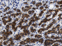 PTH Monoclonal Antibody Stored at -20°C