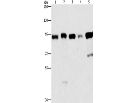 IMMT Polyclonal Antibody Store at -20°C