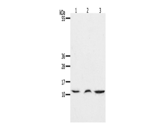 CCL17 Polyclonal Antibody