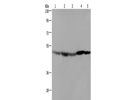 FH Polyclonal Antibody Store at -20°C