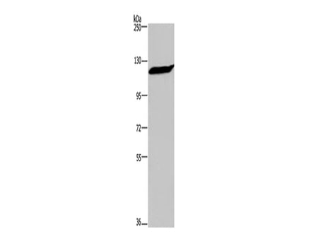 IPO7 Polyclonal Antibody Store at -20°C