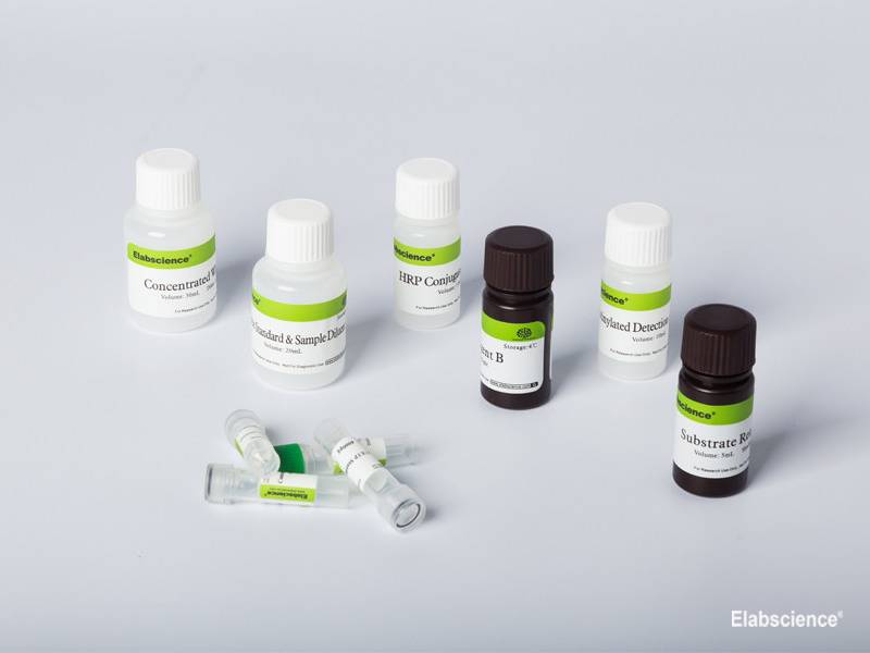 Rat OC/BGP (Osteocalcin) CLIA Kit, Cell Assays, Elabscience Biotechnology, MSE Supplies