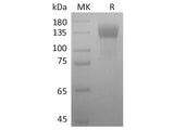 Recombinant 2019-nCoV S1 Protein (mFc Tag) Store at < -20°C