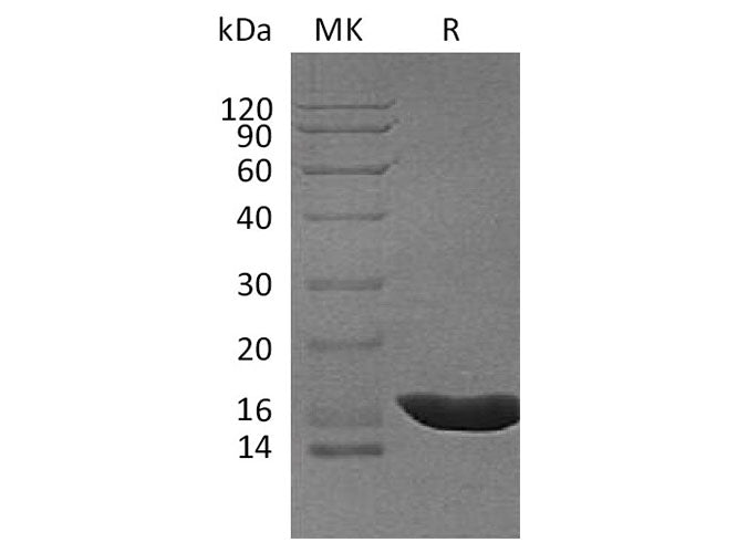 Recombinant Cavia porcellus IL-1b/IL-1 beta/IL-1F2 Protein (His Tag)