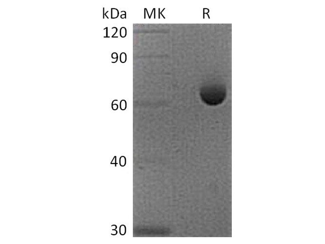 Recombinant Cynomolgus 4-1BB/TNFRSF9/CD137 Protein (His Tag)