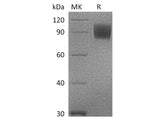 Recombinant Cynomolgus B7-2/CD86 Protein (Fc Tag)
