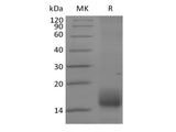 Recombinant Cynomolgus BCMA/TNFRSF17 (C-6His)
