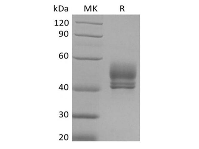Recombinant Cynomolgus CD3D&CD3E Heterodimer (C-Fc-Flag&C-Fc-6His)