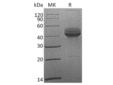 Recombinant Cynomolgus CD3e/CD3ε Protein (Fc Tag)