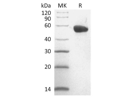 Recombinant Cynomolgus CD40/TNFRSF5/CD40L Receptor Protein (Fc Tag)