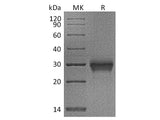Recombinant Cynomolgus CD40/TNFRSF5/CD40L receptor Protein (His Tag)