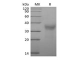 Recombinant Cynomolgus CD7/Leu-9 (C-6His)