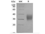 Recombinant Cynomolgus Fc gamma RIIIA/FCGR3A/CD16a (C-6His)