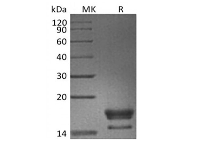 Recombinant Cynomolgus GITR Ligand/TNFSF18 (C-6His)