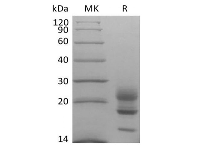 Recombinant Cynomolgus Interleukin-17A/IL-17A (C-6His)