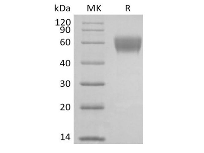 Recombinant Cynomolgus NKG2-D type II Integral Membrane Protein/NKG2D/CD314 (N-Fc)