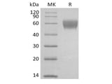Recombinant Cynomolgus NKG2-D type II Integral Membrane Protein/NKG2D/CD314 (N-Fc)