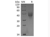 Recombinant Cynomolgus OX40/TNFRSF4 Protein (His Tag)