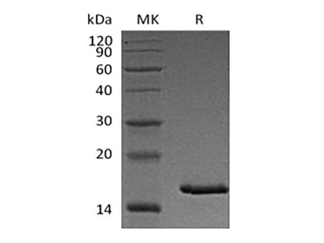 Recombinant Cynomolgus Thymic Stromal Lymphopoietin/TSLP (C-6His)