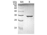 Recombinant E.coli Tryptophan Synthase α Chain/Trp A Protein