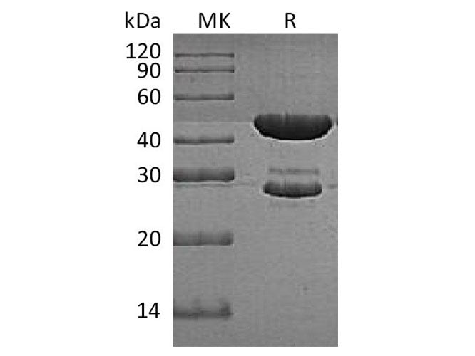 Recombinant E.coli Tryptophan Synthase Protein (His Tag)