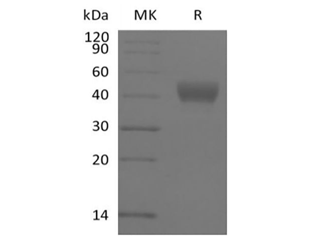 Recombinant Human ADP-ribosyl Cyclase/cyclic ADP-ribose Hydrolase 1/CD38 (N-6His-Avi) Biotinylated