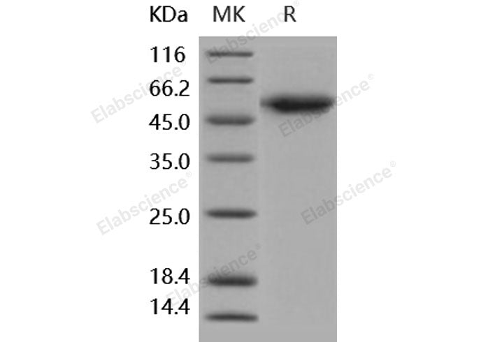 Recombinant Human ALK-1/ACVRL1 Protein (Fc Tag)(Active)
