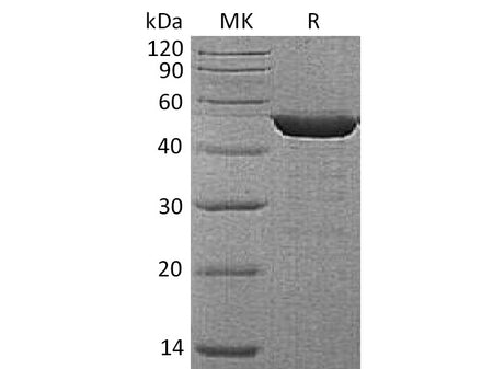 Recombinant Human Alpha-enolase/Enolase 1/MPB-1/NNE(C-6His)