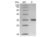 Recombinant Human BCL2L1/Bcl-XL Protein (His Tag)
