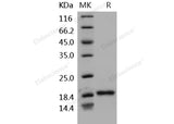 Recombinant Human BLyS/TNFSF13B/BAFF Protein (Active)