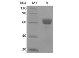 Recombinant Human Butyrophilin-like Protein 9/BTNL9 (C-Fc) Purity >95%