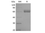 Recombinant Human Butyrophilin-like Protein 9/BTNL9 (C-Fc) Purity >95%
